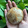 Fossilized Sand Dollar