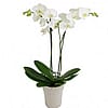 Phalaenopsis Orchid Plant