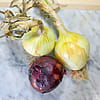 White Candy Onions