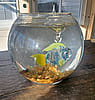 Hand-sculpted borosilicate glass blue and green multicolored floating Forever Fish with bowl