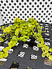 Lysimachia 'Goldilocks' (Creeping Jenny) – 4 1/2" Pot