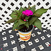 Sun Patiens