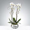 Two Stem Orchid Planter