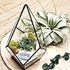 Intention Terrarium Kit