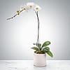  Single Stem Orchid