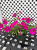 Petchoa Pink – 4 1/2" Pot