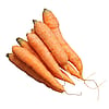 Carrots Bunch