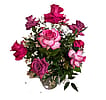 Pink and Purple