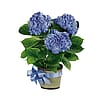 Heavenly Hydrangea