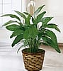 Spath Plant 8"