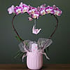 Mother's Day planted orchid single heart