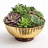 12" Premium Gold Dish - Premium Succulents