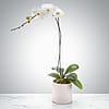 Single Stem Orchid