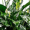 Peace Lily Basket 