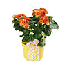 Beguiling Begonia