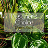 Green Plant Deal of the Day