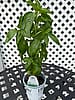 Amazel Basil