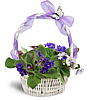 Vibrant Violets Garden Basket