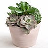 12" Premium Succulent Garden Planter in a soft Terracotta Pot