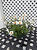 Bidens White Delight – 4 1/2" Pot