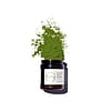 Moringa Leaf Powder
