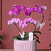 Mother's Day double heart plant