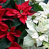 Classic Poinsettia 6"
