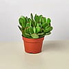 Jade Plant 6"