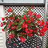 12" Cascade Begonia - Sunfire