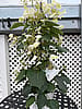 Flirty Girl® Japanese Hydrangea Vine