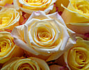 Yellow Rose Bouquet