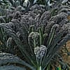 Toscano Kale Bunches - 15 ct