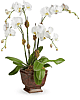 Blossoming Orchid Plant