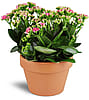 Kalanchoe Plant