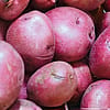 Organic Red New Potatoes - 20 lb box