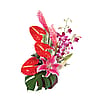 Fuchsia Fantasy