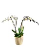 Double White Orchid