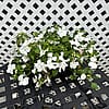Beacon Impatiens, 6 Cell - White