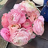 Ranunculus - Short