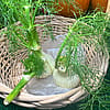 Fennel ( Anise) 