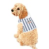 Sail Away Pet Hoodie for Dogs, Nautical Pet Sweater, Dog Clothing, Beach Outfit for Pets, Coastal Dog Hoodie, Fun Dog Apparel
