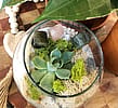New Beginnings Terrarium Kit with Crystal Set