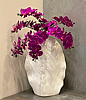 Purple Phalaenopsis Bundle