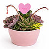 Deluxe 10” Pink Ceramic Succulent Dish