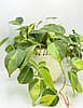 Philodendron Brasil - 4" Pot