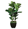 Faux Brazilian Fig Tree
