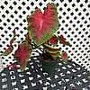 Caladium - Red and Green