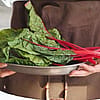 Swiss Chard Bunch