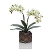 Double Phal Orchid Plant