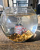 Red Spotted Floating Borosilicate Glass Forever Fish with bowl